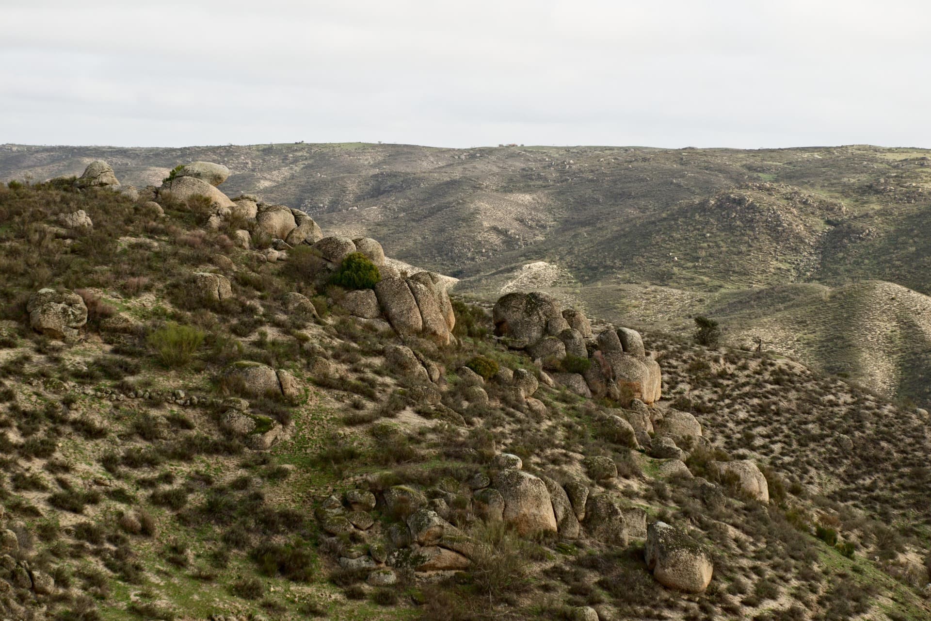 Oak pasture in Extremadura, a different landscape from the Doñana marshes