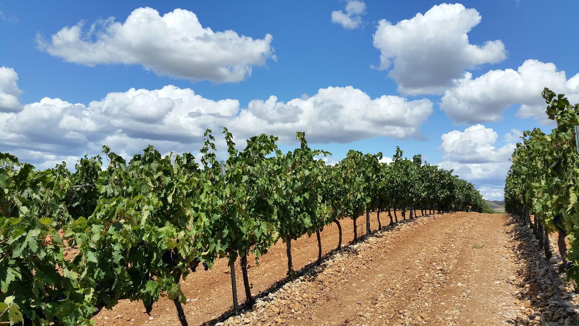 Vine rows in a Spanish wine valley